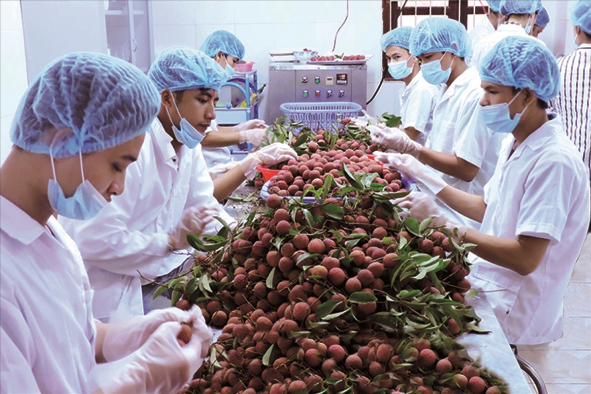 Vietnamese passion fruit, lychees favourites with EU consumers